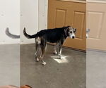 Small #3 Catahoula Leopard Dog Mix