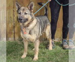 Small Photo #4 German Shepherd Dog Puppy For Sale in Huntley, IL, USA