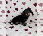 Small #2 Dachshund