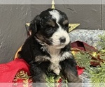 Small Photo #9 Bernedoodle Puppy For Sale in ATHENS, WI, USA