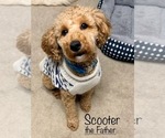 Small Photo #1 Goldendoodle (Miniature) Puppy For Sale in KEWASKUM, WI, USA