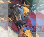Small #4 Doberman Pinscher