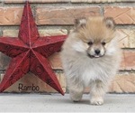 Small Photo #6 Pomeranian Puppy For Sale in BLUFORD, IL, USA