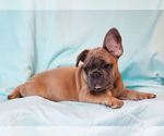 Small Photo #4 French Bulldog Puppy For Sale in ADRIAN, MI, USA