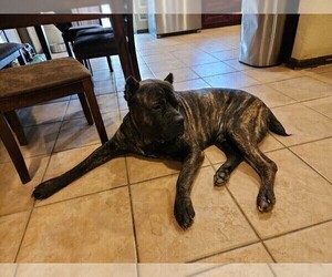 Father of the Cane Corso puppies born on 07/14/2022