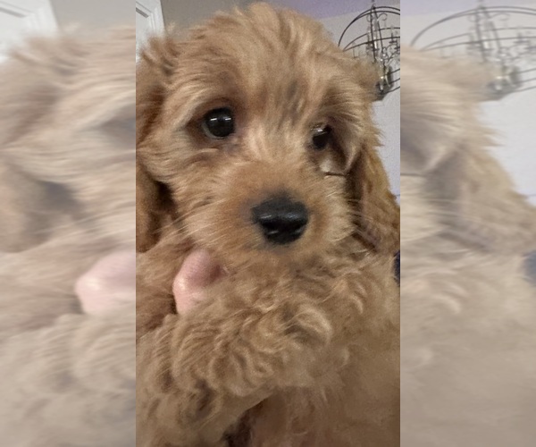 Medium Photo #4 Cavapoo (Miniature) Puppy For Sale in REHOBOTH, MA, USA