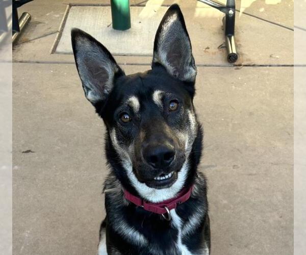 Medium Photo #2 German Shepherd Dog-Unknown Mix Puppy For Sale in Martinez, CA, USA