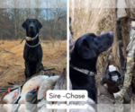 Small #3 Labrador Retriever