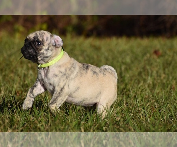 Medium Photo #3 Pug Puppy For Sale in PALM COAST, FL, USA