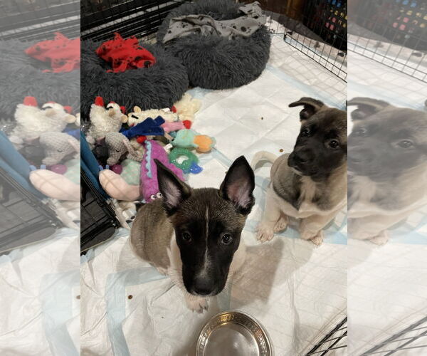 Medium Photo #5 German Shepherd Dog Puppy For Sale in Seattle, WA, USA