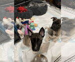 Small #4 German Shepherd Dog
