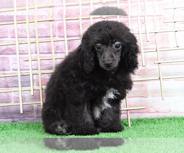 Medium Photo #1 Poodle (Miniature) Puppy For Sale in BEL AIR, MD, USA