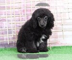 Small Photo #1 Poodle (Miniature) Puppy For Sale in BEL AIR, MD, USA