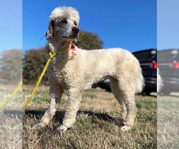 Medium Photo #4 Poodle (Standard) Puppy For Sale in Pacolet, SC, USA
