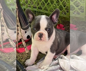 Faux Frenchbo Bulldog Puppy for Sale in AUBURN, California USA