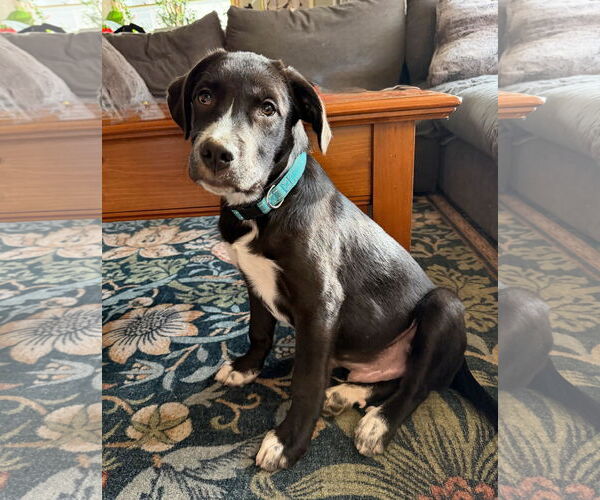 Medium Photo #1 Labrador Retriever-Retriever  Mix Puppy For Sale in Des Moines, IA, USA