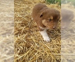 Small Photo #27 Australian Shepherd Puppy For Sale in LEWISBURG, TN, USA