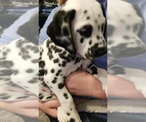 Dalmatian Puppy for Sale in JAMESTOWN, New York USA