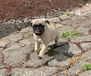 Pug Puppy for sale in MILTON, WA, USA