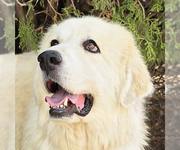 Medium Photo #1 Great Pyrenees Puppy For Sale in Albuquerque, NM, USA