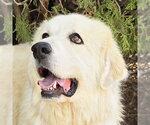 Beautiful Ms Butters de Golden Pyr Bonded Pair - Female Great Pyrenees Dog for Adoption - Small photo