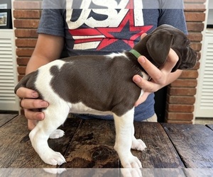 German Shorthaired Pointer Puppy for sale in WORLAND, WY, USA