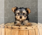 Small #7 Yorkshire Terrier
