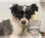 Small Australian Shepherd-Chihuahua Mix