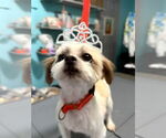 Small #1 Shih Tzu