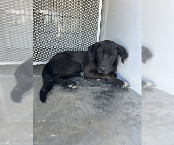 Medium Photo #1 Shepradors Puppy For Sale in Bakersfield, CA, USA