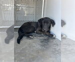 *BAM - Male Shepradors Dog for Adoption - Small photo