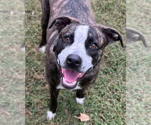 Bella - Female American Staffordshire Terrier-German Shepherd Dog Mix Dog for Adoption - Photo #4