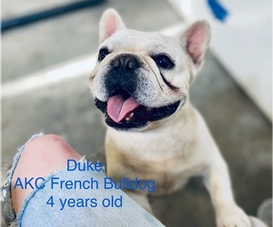 French Bulldog Puppy for sale in SHIPSHEWANA, IN, USA