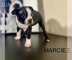 Puppy MARCIE Boston Terrier