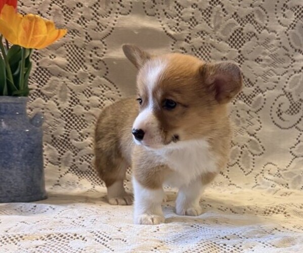 Medium Photo #2 Pembroke Welsh Corgi Puppy For Sale in OWEN, WI, USA