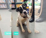 Small #2 American Pit Bull Terrier