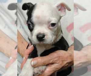 Boston Terrier Puppy for sale in CRKD RVR RNCH, OR, USA