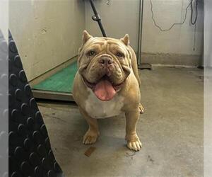 American Pit Bull Terrier-Bulldog Mix Dogs for adoption in Camarillo, CA, USA