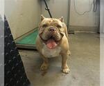 Small American Pit Bull Terrier-Bulldog Mix