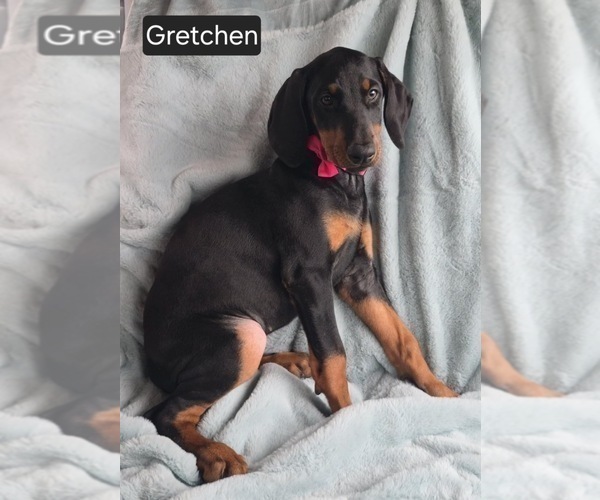 Medium Photo #4 Doberman Pinscher Puppy For Sale in POMEROY, OH, USA