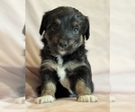 Song - Female Corgipoo Puppy for Sale - Photo #3