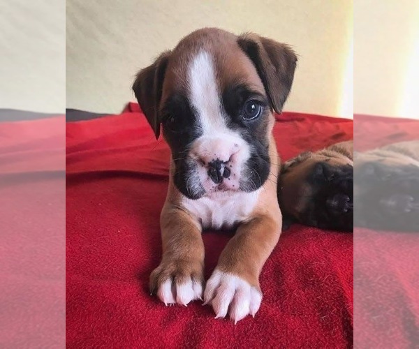 Medium Photo #10 Boxer Puppy For Sale in VICTORIA, TX, USA