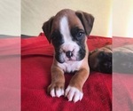Small #9 Boxer