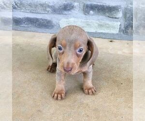 Dachshund Puppy for sale in HAVEN, KS, USA