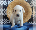 Small Photo #1 Labrador Retriever Puppy For Sale in RONKS, PA, USA