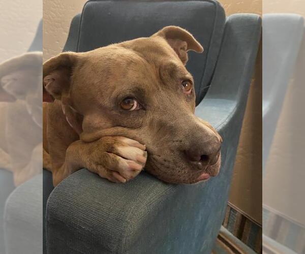 Medium Photo #2 Mutt Puppy For Sale in Santa Barbara, CA, USA