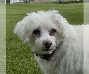 Maltese Dogs for adoption in Fort Wayne, IN, USA