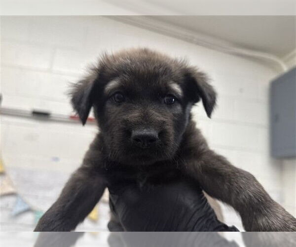 Medium Photo #2 Labrador Retriever Puppy For Sale in San Bernardino, CA, USA