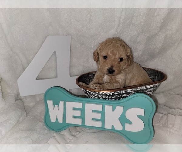 Medium Photo #6 Goldendoodle (Miniature) Puppy For Sale in LANETT, AL, USA