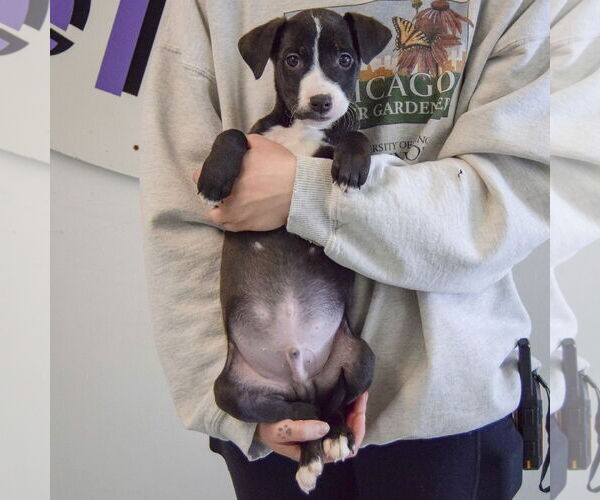 Medium Photo #3 Border Collie-Unknown Mix Puppy For Sale in Huntley, IL, USA